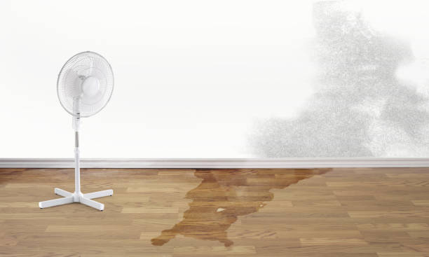 Best Flood damage cleanup  in Honeyville, UT
