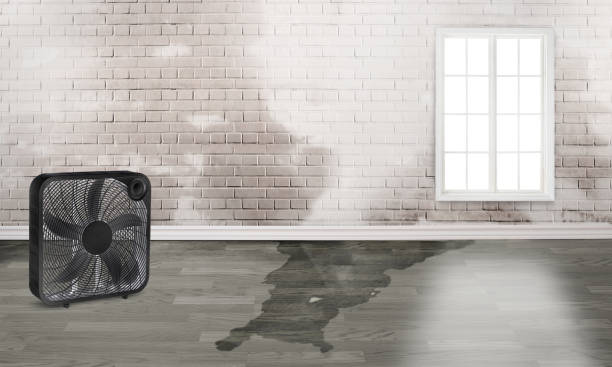 Best Water damage mitigation services  in Honeyville, UT
